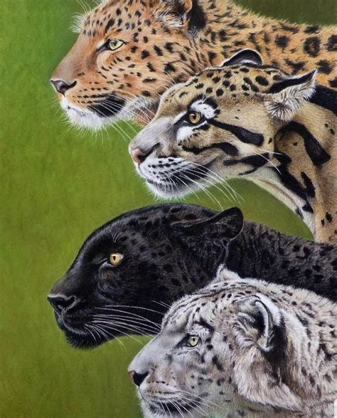 Pin By Prema Nanda On Paintings Animals Animal Art Wildlife Art