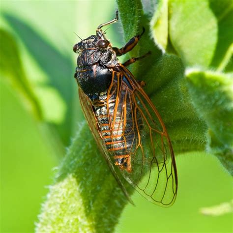 What Do Cicadas Sound Like Why Cicadas Make So Much Noise