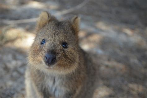 The 7 Cutest Aussie Animals And Where To See Them Lonsdale Institute