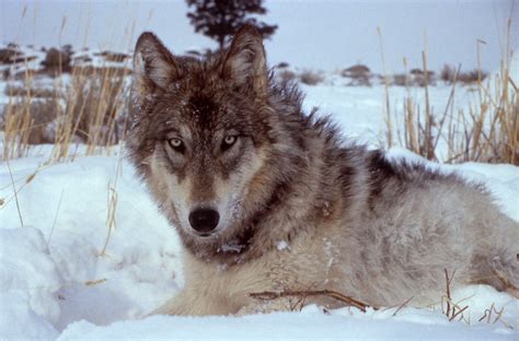 Fileyellowstone Wolf 17120 Wikipedia