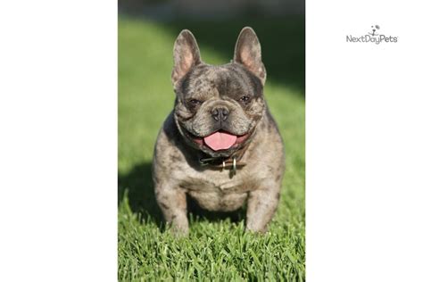 Purebred french bulldogs from champion bloodlines with pedigree. Blue Merle Male: French Bulldog puppy for sale near Fresno ...