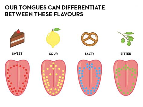5 Major Types Of Tastes And How The Gustatory Sense Works