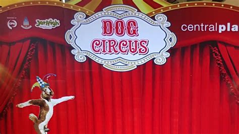 Dog Circusขอนแก่น 12 21มิถุนายน 2660 อาหารสุนัข อาหารแมว Youtube