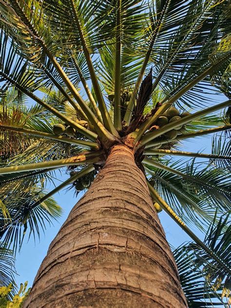 Coconut Tree Branches Free Photo On Pixabay Pixabay
