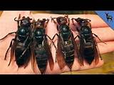 Killer Chinese Wasp Photos