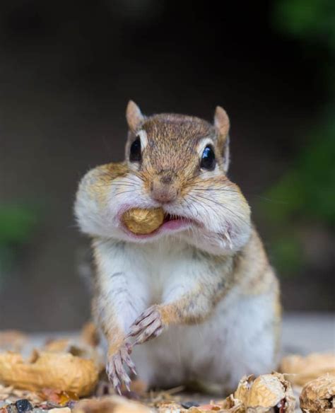 Top 93 Images Whats The Difference Between A Chipmunk And A Gopher Sharp