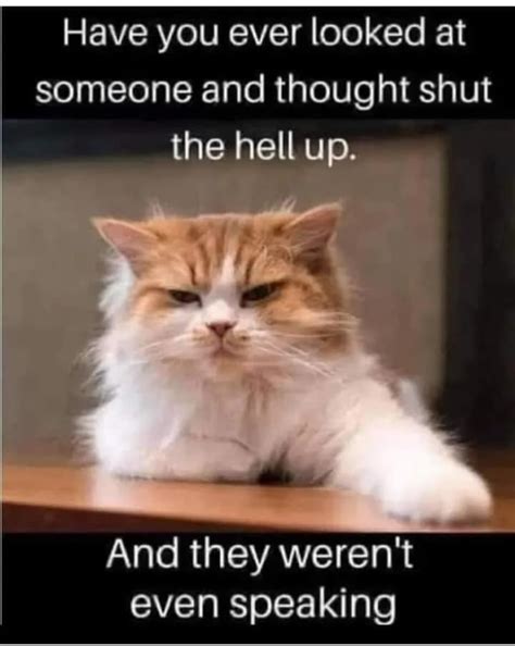 Bringing On The Giggles With Some Hissterical Cat Meme Jiggles For