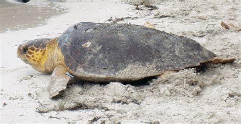 Florida Woman Charged With Felony For Allegedly Riding Sea Turtle