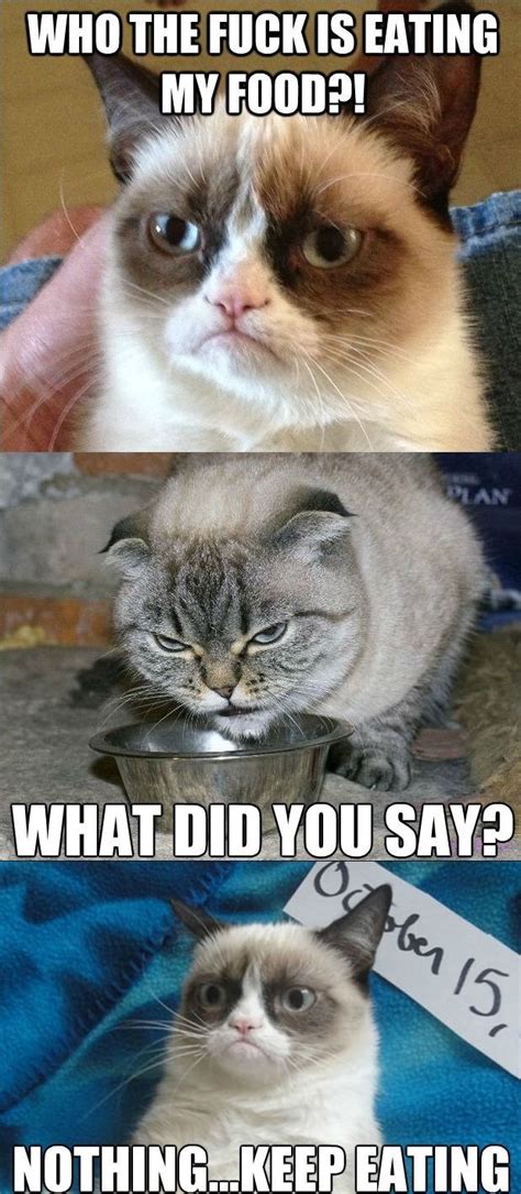 Tardar Sauce Grumpy Cat Quotes Funny Grumpy Cat Memes Cat Jokes