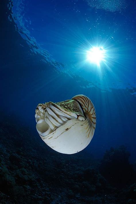 Nautilus Photo By Andrew Shpatak Art Nouveau Federated States Of