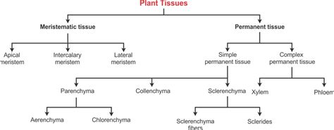 What Ia Plant Tissue And Its Types J65g1422