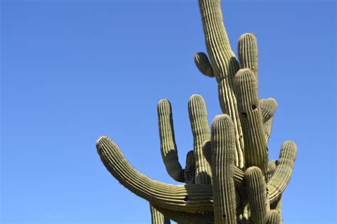 40 Saguaro Cactus Facts About The Largest Cactus