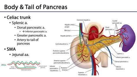 Celiac And Sma Anastomoses M Duodenum Pancreas And Abdominal Aorta Youtube