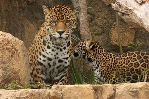 Free shipping on orders over $25 shipped by amazon +19. Baby jaguar and his mother (25 pics) - Izismile.com