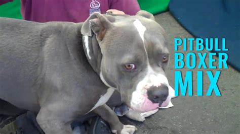 Pitbull Boxer Mix 10 Must Know Facts About The Pitbull Mix Petmoo