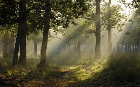 Photography Landscape Forest Trees Sun Rays Plants Wallpapers Hd