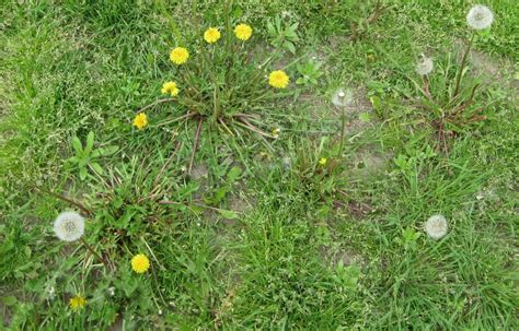 Accelerated Weed Growth In Your Lawn Jonathan Green
