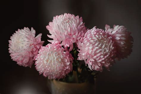 Chrysanthemums By Kerry Moore 500px