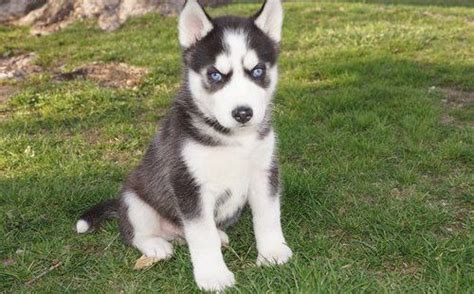 Huskies of florida in ocala has siberian husky puppies for sale. Siberian Husky Puppies For Sale | New Jersey 3, NJ #201782