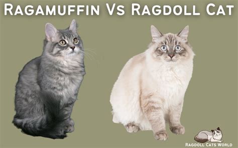 Ragamuffin Vs Ragdoll Differences And Similarities