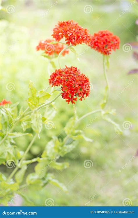 Bright Red Flowers Growing In A Garden Stock Image Image Of Summer