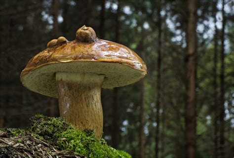 Eine Der Wenigen Foto And Bild Pilze Pilz Pilzecke Bilder Auf