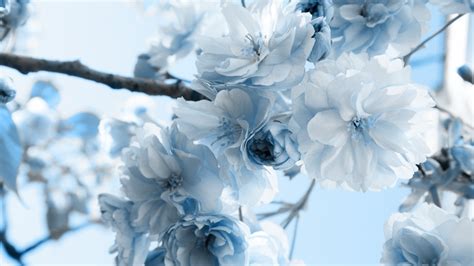 Free Download Blue Flowers Hd Wallpapers Backgrounds 1920x1080 For