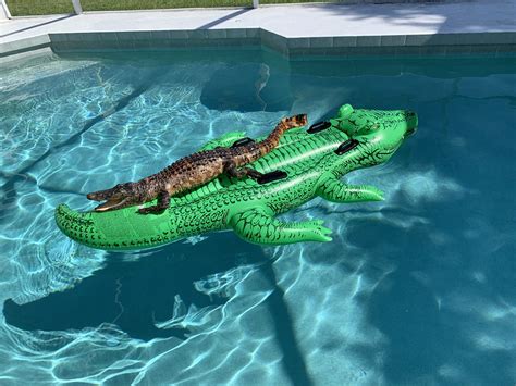 Alligator Spotted On Alligator Pool Float At Miami Airbnb Miami New Times