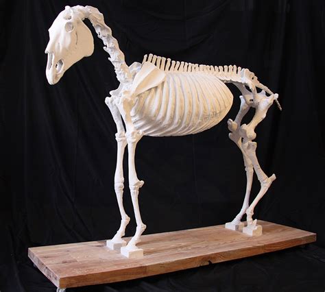 The Skeleton Horse Lynne Marie Eatwell