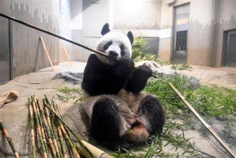 Giant Panda Xiang Xiang Expected To Be Returned To China Early Next