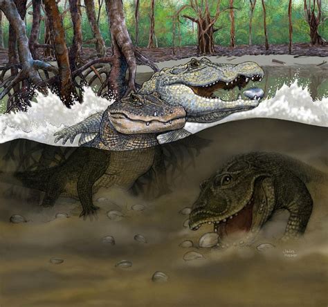 Chock Full Of Crocs 7 Fossil Species Found In Peruvian Amazon