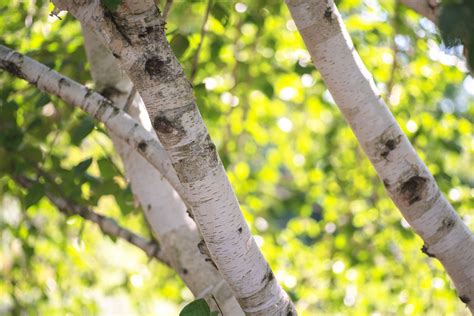 How to Grow and Care for Himalayan Birch
