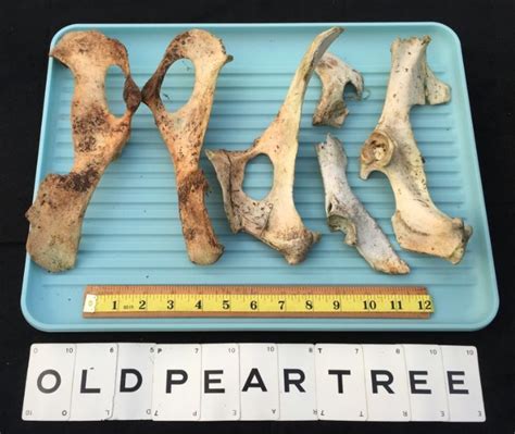 Real Deer Pelvic Bones Genuine Skeleton Parts Anatomy Curio Pair Pelvis