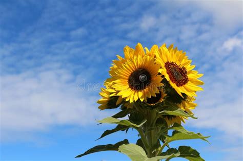 Many Flowered Sunflower Against Blue Sky With White Clouds Stock Photo