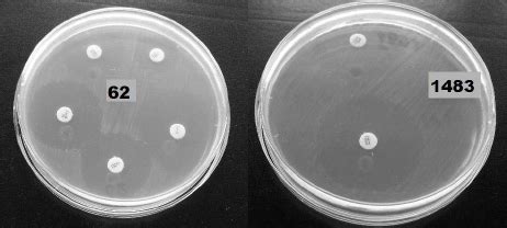 Listeriosis is treated with antibiotics. MHA plates showing the effect of the antibiotics to strain ...