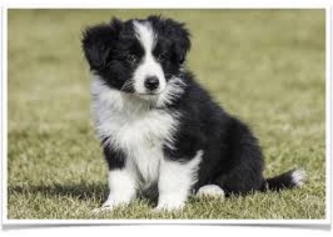 Border Collie Puppy Available Offer