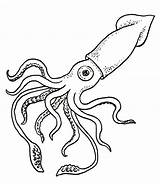 Squid Giant Drawing Coloring Printable Drawings Octopus Ocean Deep sketch template