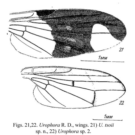 22 urophora r d wings 21 u tsoii sp n 22 urophora sp 2 download scientific diagram