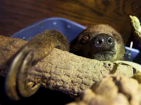 Do not get a pet sloth. Austin Sloth Makes the Most of Life in Texas ★ Reporting Texas