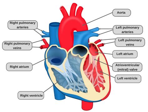 Heart Structure And Function Worksheet Teacha
