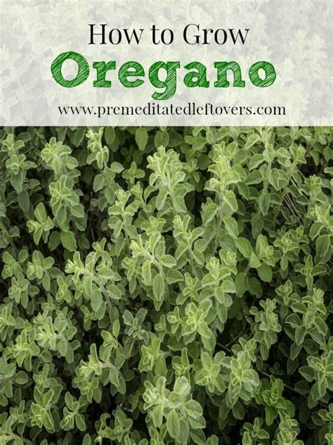 How To Grow Oregano