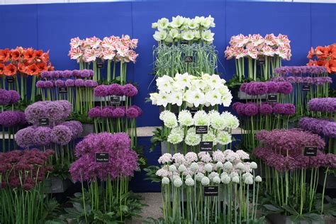 Find & download the most popular flower photos on freepik free for commercial use high quality images over 9 million stock photos. Gorgeous plants from The Chelsea Flower Show 2011 ...