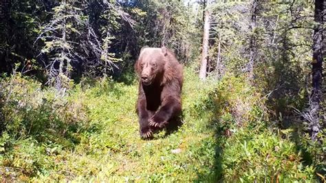 Grizzly Bear Sprints Past Perfectly Placed Trail Camera Video