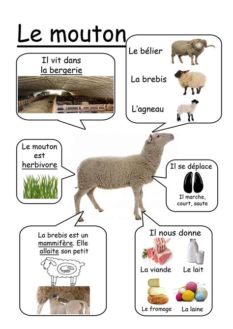 An Animal Diagram With Words In French And English On The Bottom Left