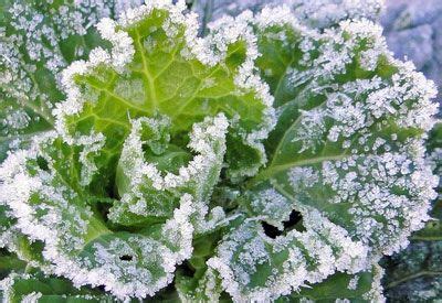 Cover your favorite flowering annuals during cold fall nights to extend the growing season. Garden Frost Protection Tips | Garden In Minutes®