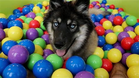 Crazy Husky Literally Has A Ball In His Own Ball Pit Husky Puppy