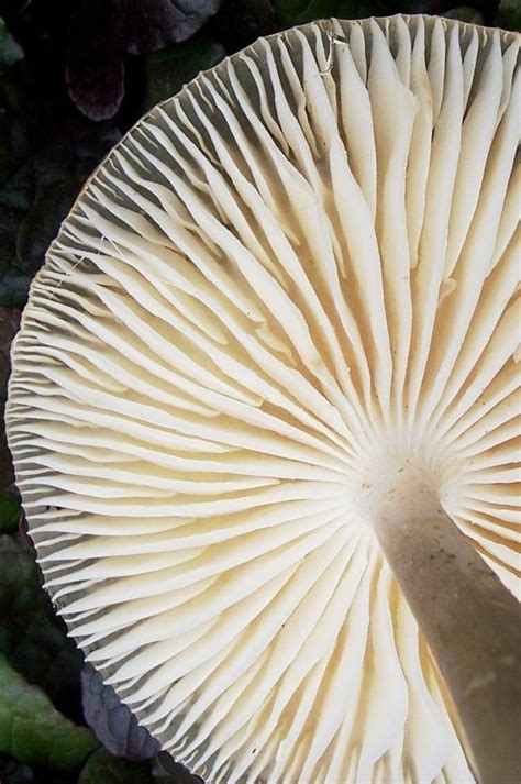 Mushroom Natureza Geométrica Cogumelos Natureza