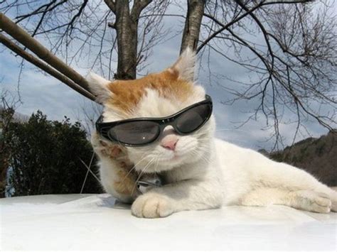 101 Cats Wearing Sunglasses Cat Wearing Glasses Sunglasses Meme Cat
