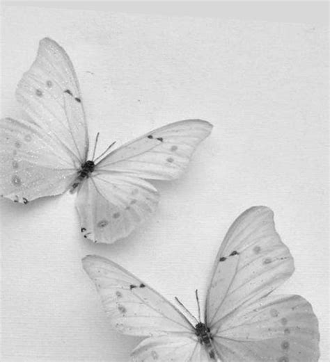 Pin By Ldm On Butterflies In Asthetic Pictures White Black