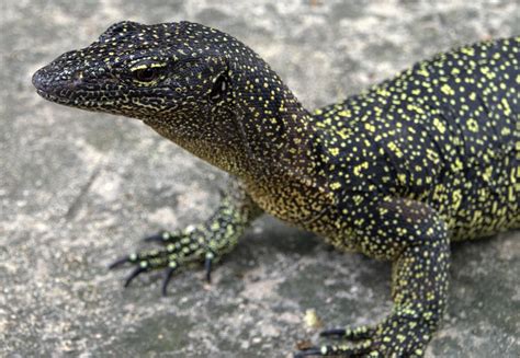 Lost Monitor Lizard Species Rediscovered In Papua New Guinea Cbs News